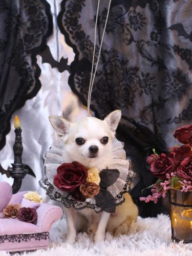 20231006マロンくん